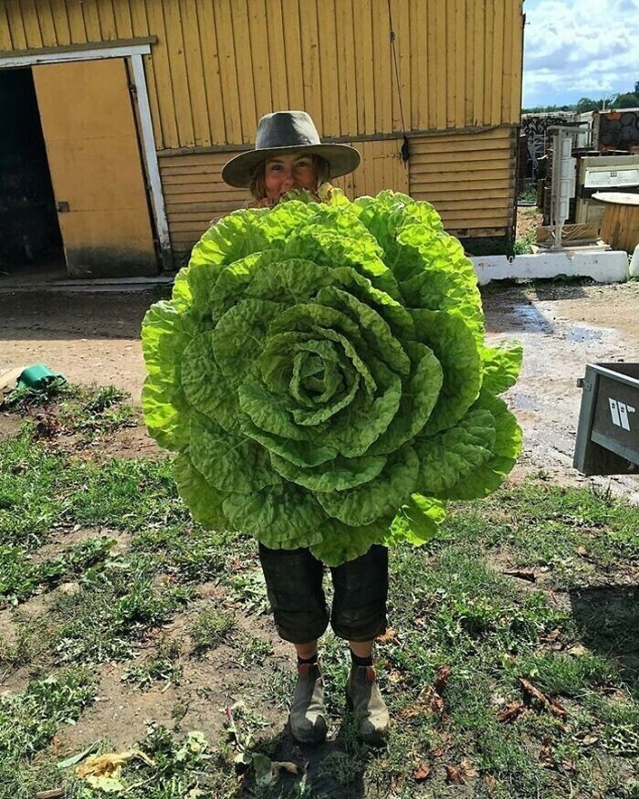"Я вырастила салат"