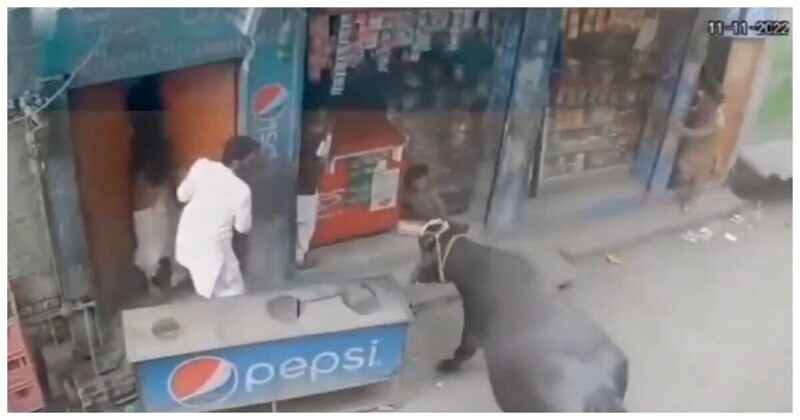 Корова неожиданно атаковала юных покупателей в Пакистане