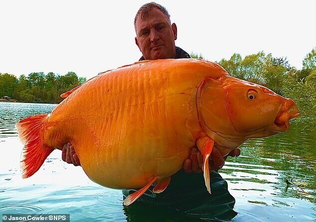 Во Франции на удочку попалась одна из самых больших золотых рыбок в мире