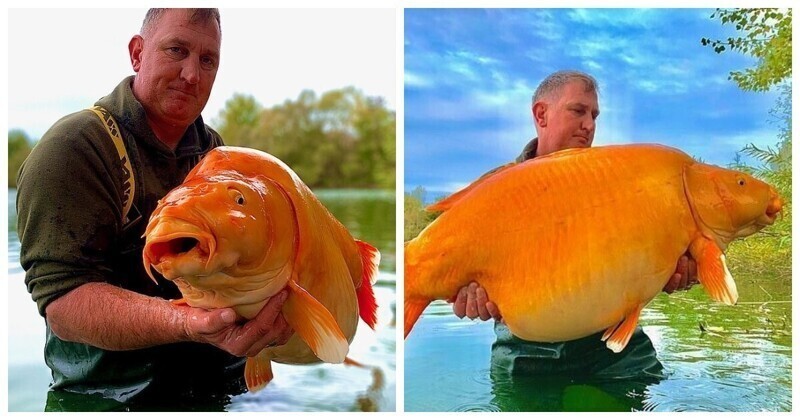 Во Франции на удочку попалась одна из самых больших золотых рыбок в мире