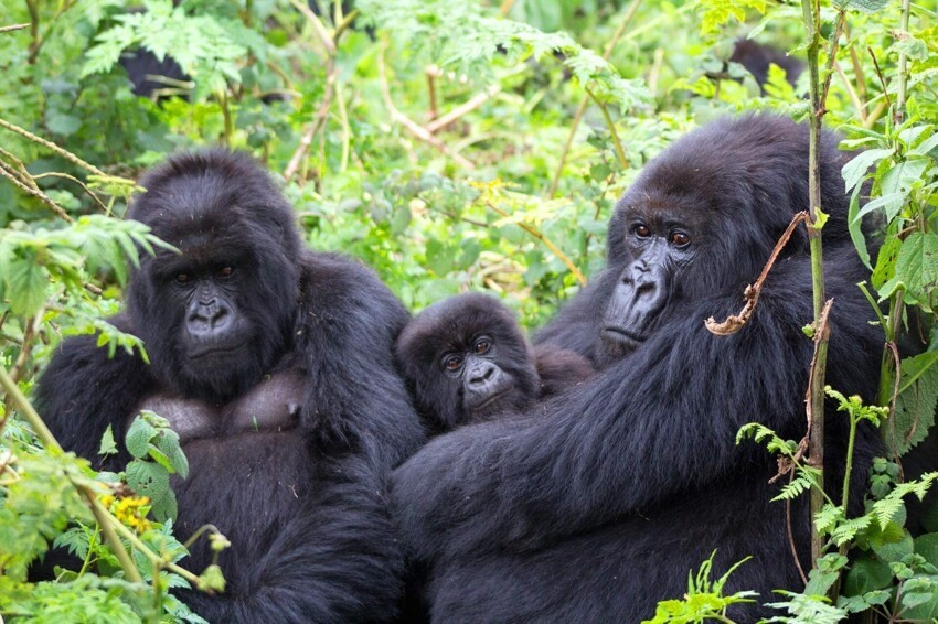 Человеческие противозачаточные таблетки действуют на горилл