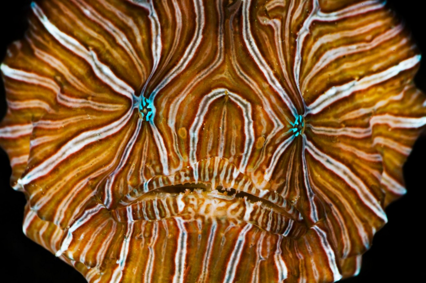 Психоделическая рыба-лягушка: Долго смотреть крайне неприятно! От её окраски болят глаза даже у рифовых хищников