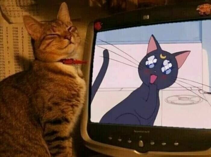 Котэ тв картинки