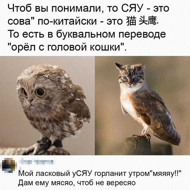 Скрины из соцсетей