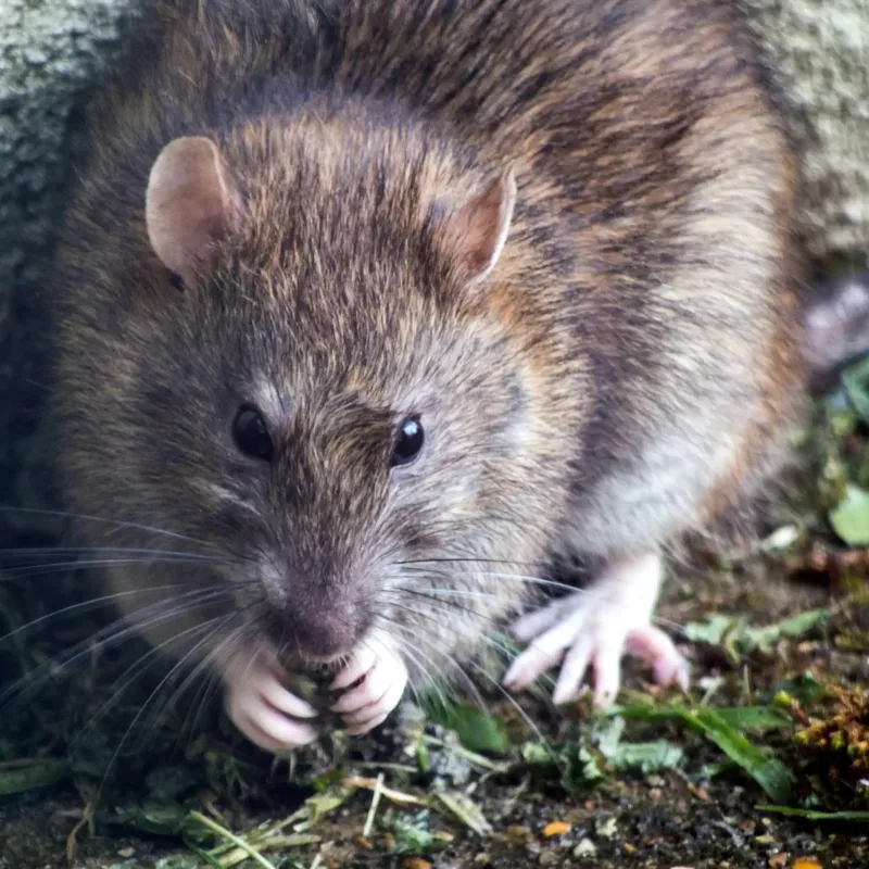 Полиция обвинила крыс в исчезновении 600 килограммов конопли