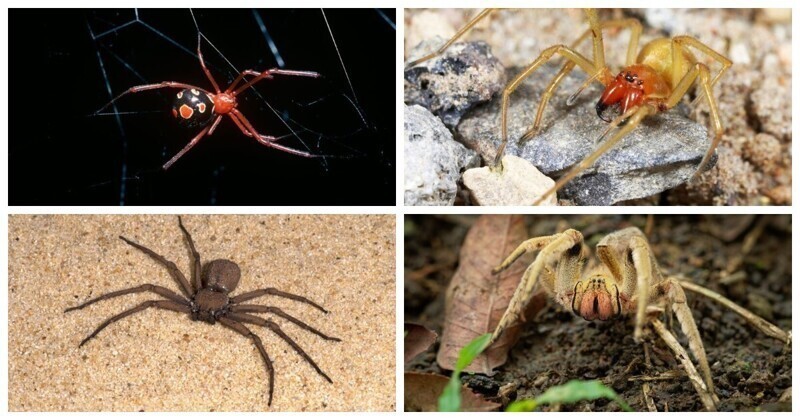 11 самых смертоносных пауков в мире