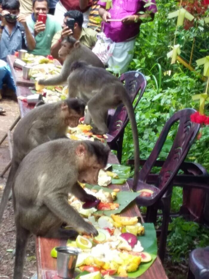 6. Пир для обезьян. Лопбури, Таиланд