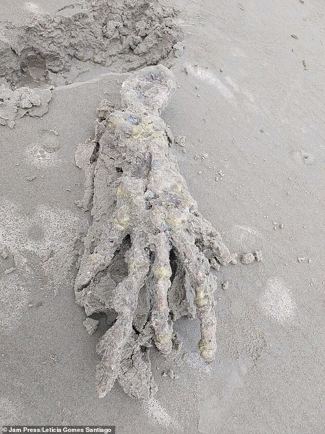 Пара нашла на бразильском пляже руку «инопланетянина»