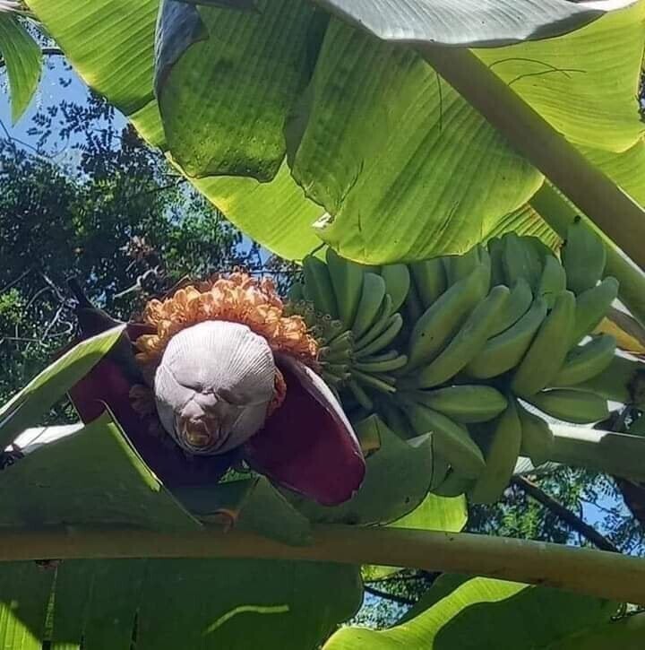 Цветок банана может реально напугать