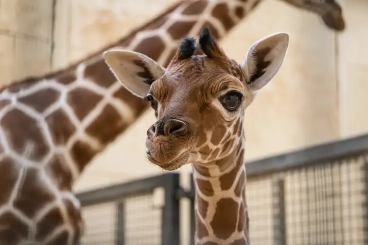 В британском зоопарке родился жираф