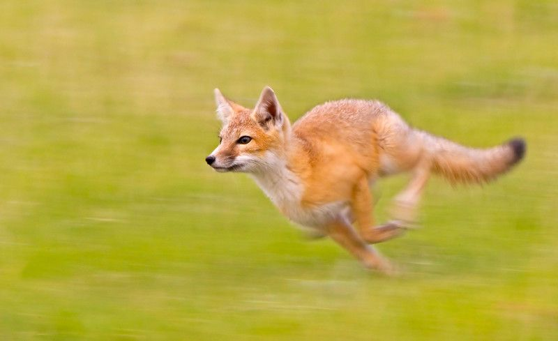 Карликовая проворная лисица: Разгоняется до скорости скаковой лошади 60 км/ч при габаритах чуть больше кошки. Только так она сможет выжить