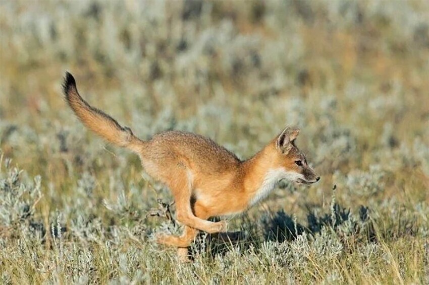Карликовая проворная лисица: Разгоняется до скорости скаковой лошади 60 км/ч при габаритах чуть больше кошки. Только так она сможет выжить