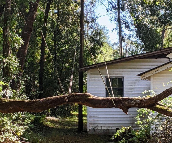 4. "О, как я рад, что мои силовой и интернет кабели смогли уберечь это дерево от падения на землю и повреждения"