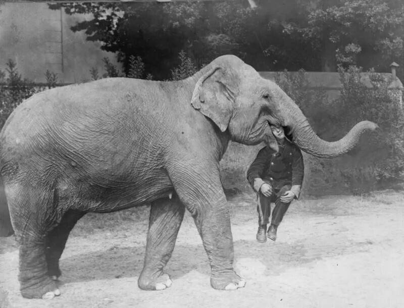Дрессированный слон из цирка "Earl's Court" с человеком во рту. Лондон , 1928 год