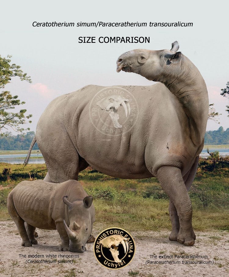 14. Современный белый носорог и вымерший индрикотерий (paraceratherium transouralicum)