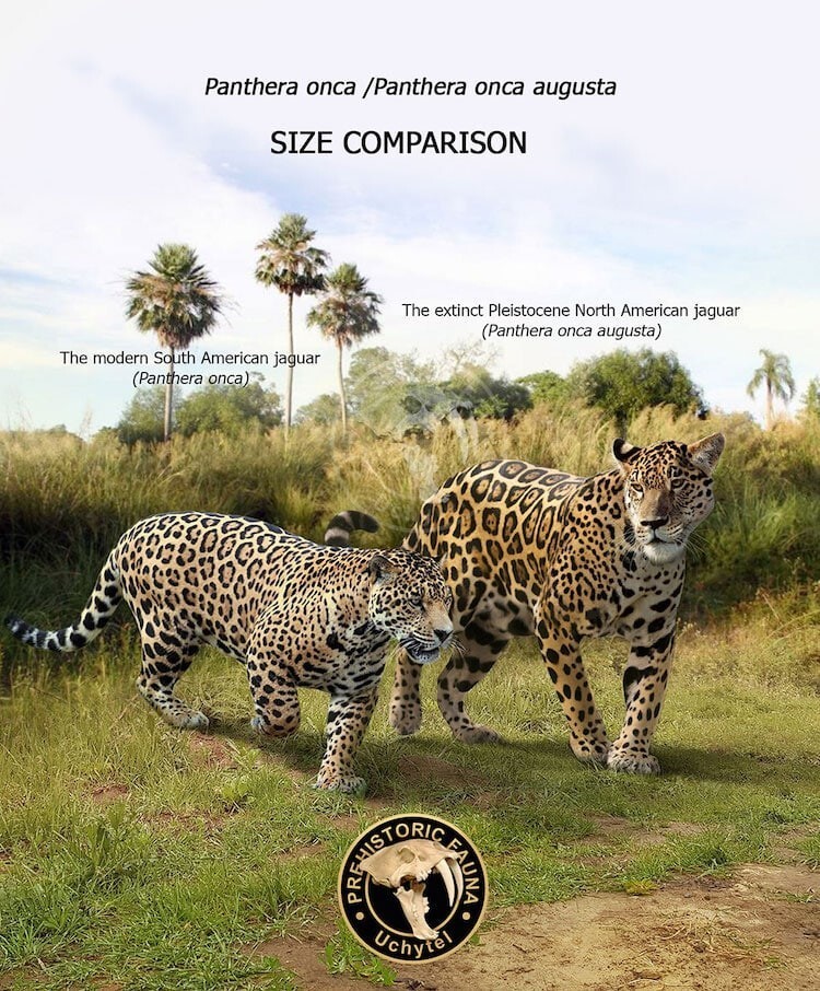 4. Современный ягуар  и вымерший плейстоценовый североамериканский ягуар
