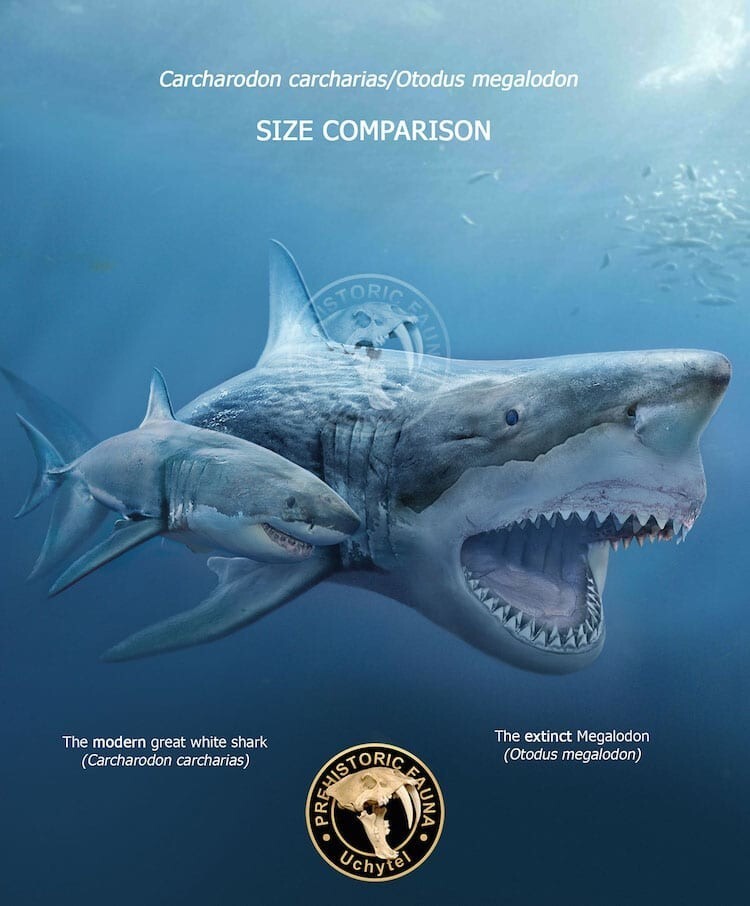 3. Белая акула и вымерший мегалодон