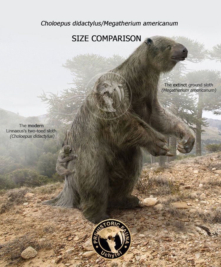 6. Современный ленивец и вымерший мегатерий