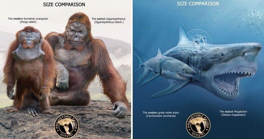Иллюстрации, демонстрирующие разницу между вымершими животными и их современными потомками