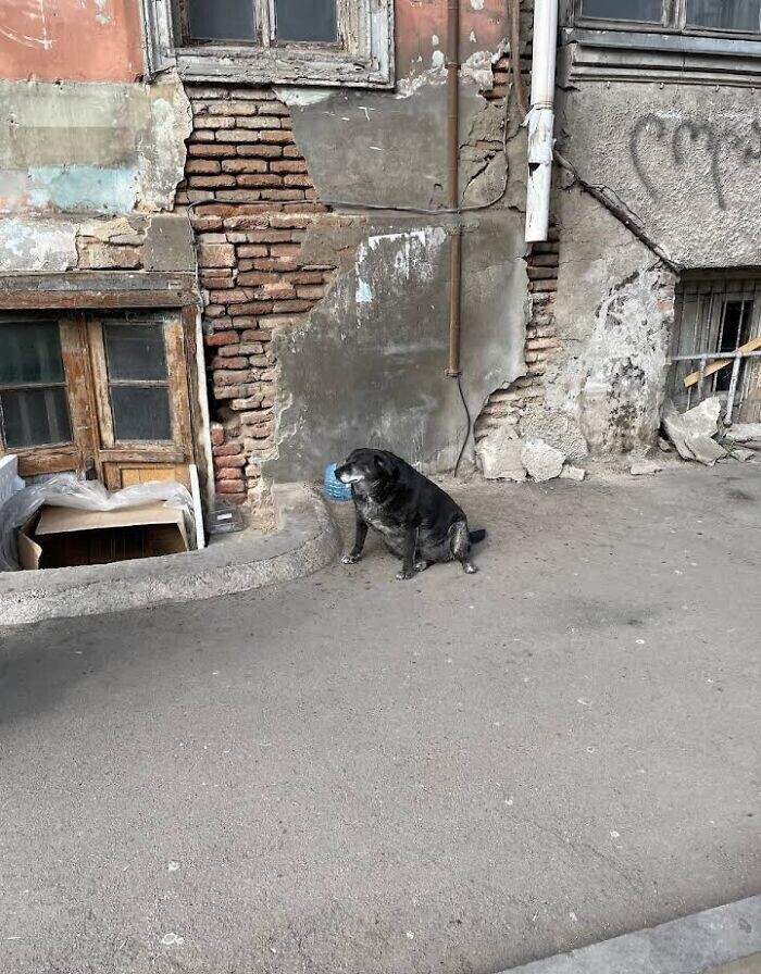 Бездомная собака стала городской достопримечательностью и получила отметку на гугл-карте