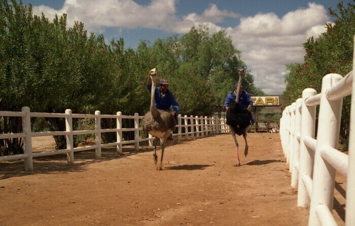 11. Гонки на страусах, Аризона, США