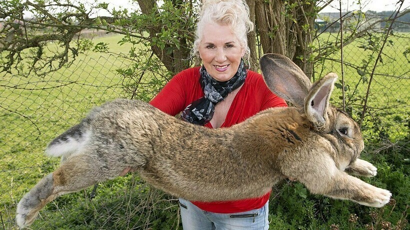 Размером с собаку: как выглядит самый большой кролик планеты