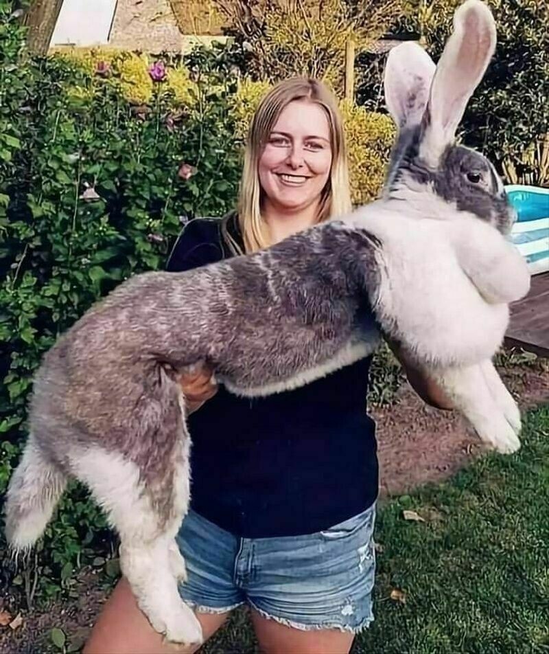 Размером с собаку: как выглядит самый большой кролик планеты
