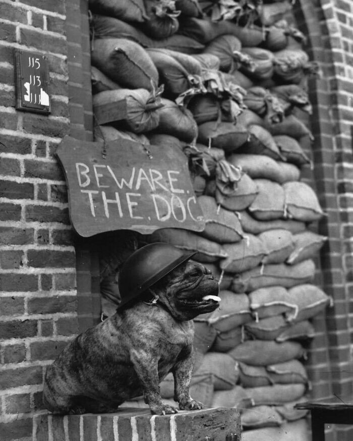 24. Бульдог в каске охраняет семью возле многоквартирного дома во время "Лондонского блица". 15 октября 1940 года