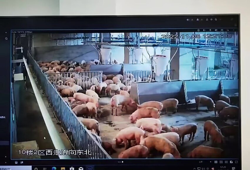 В Китае построили 26-этажный небоскрёб для свиней