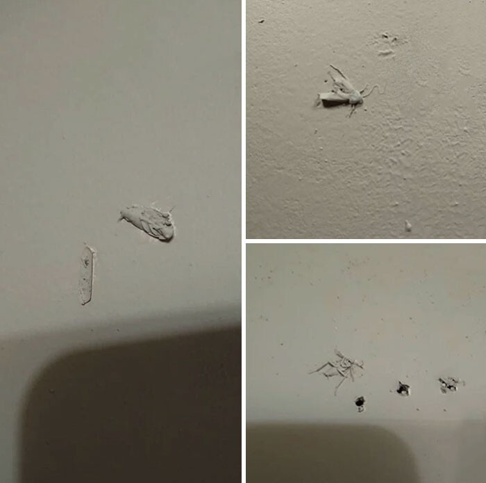 20. "Итак, я наконец купил дом, и тут буквально закрасили жуков на стене"
