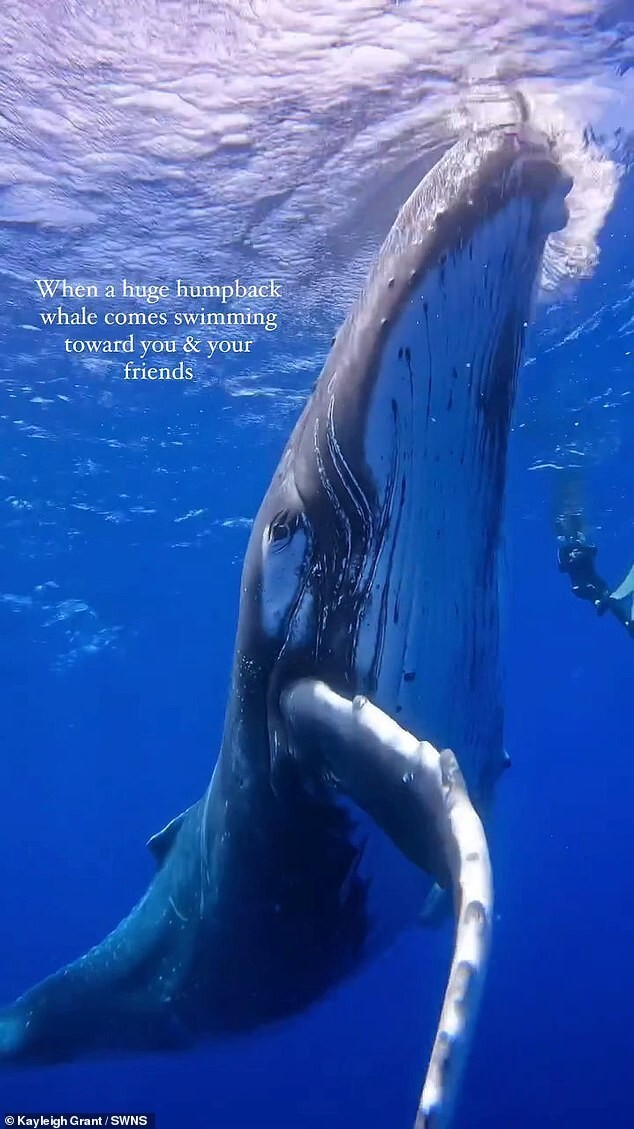 Дайверы столкнулись лицом к лицу с гигантским горбатым китом и запечатлели встречу на видео