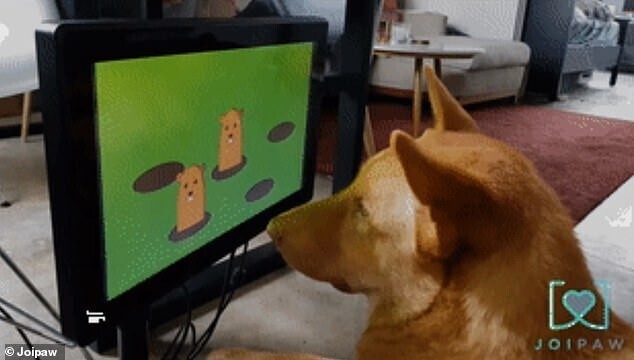 Стартап изобрёл для собак игровую консоль