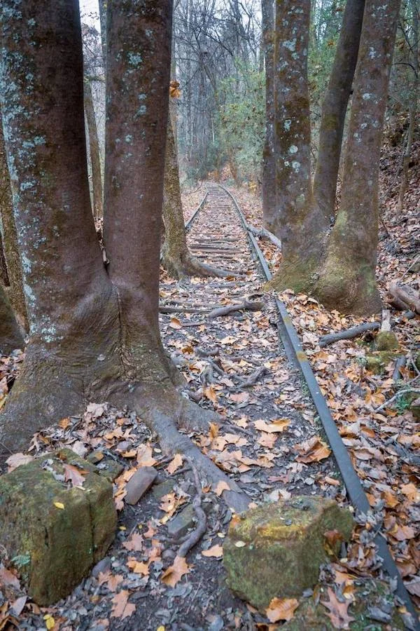 На путях уже давно деревья выросли 