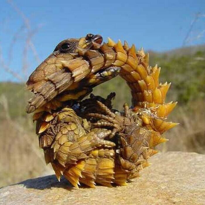 4. Колючий дракон (Moloch horridus)