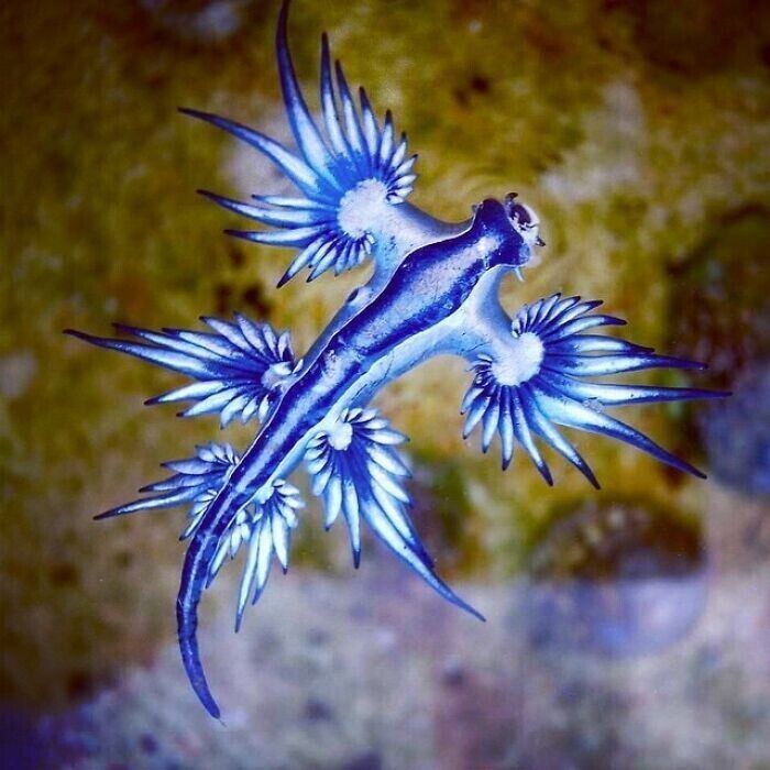 23. Голубой дракон (Glaucus atlanticus)