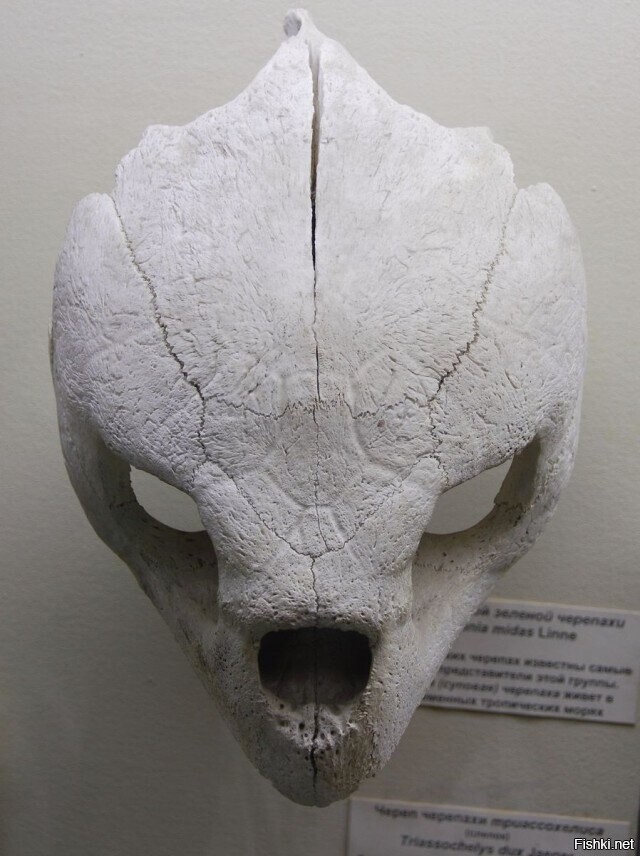 Это череп черепахи - а не то, что вы подумали