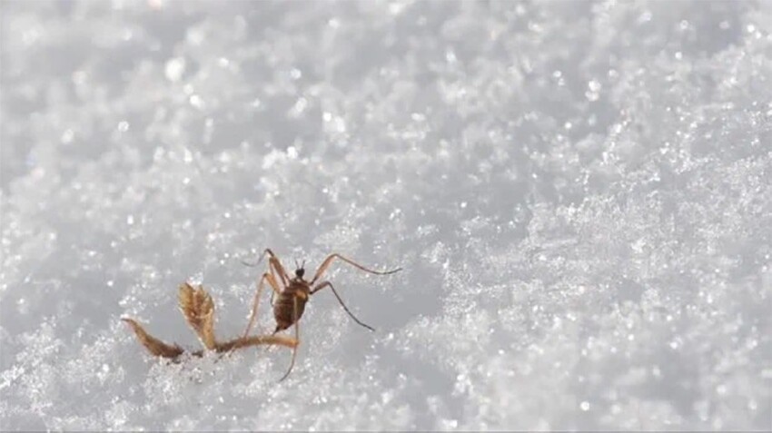 Хионея: Это насекомое бодрствует зимой и гуляет по сугробам! Для этого оно превратило свою кровь в незамерзайку