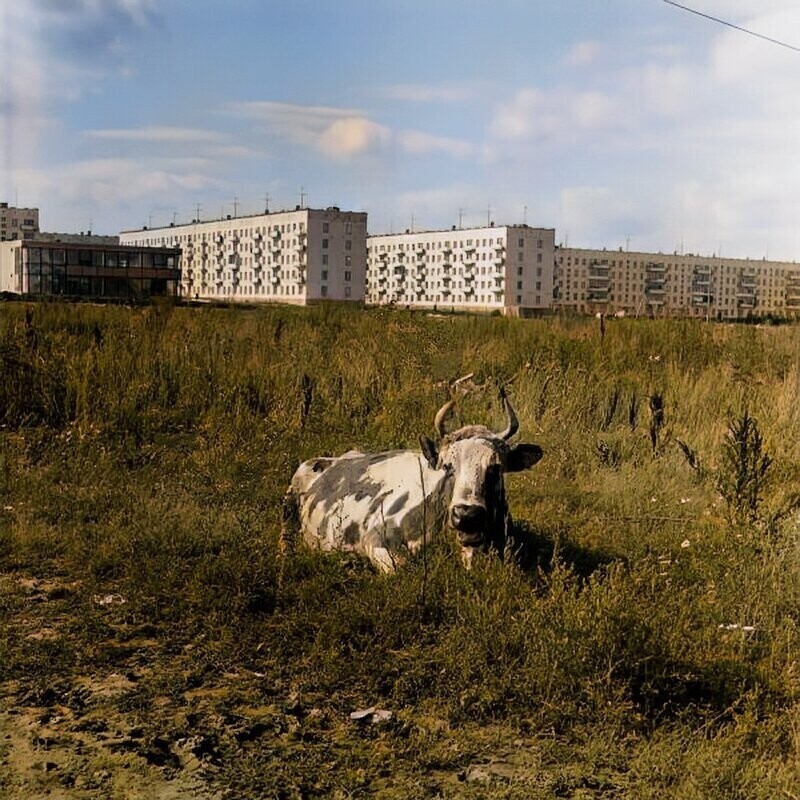 Корова в Беляево-Богородском. 1968 год.  Миклухо-Маклая 26, корп 1.