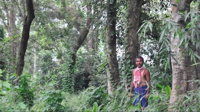 Джадав Пайенг из Ассама, Индия, посреди леса, который он создал на огороженном участке, сажая деревья каждый день в течение почти 37 лет