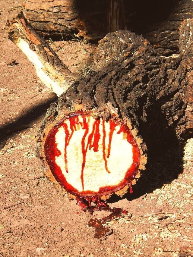 Африканские тиковые деревья источают красный сок