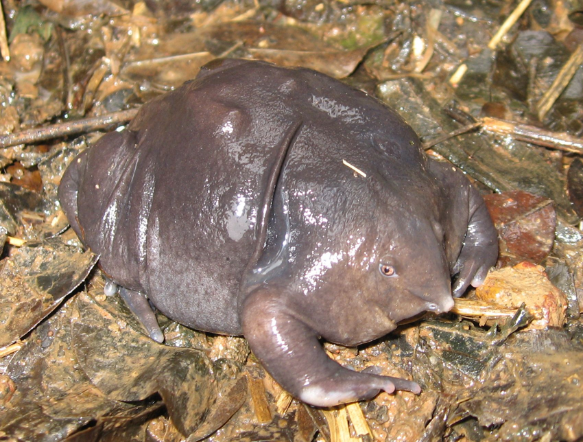 Пурпурная лягушка: Кудахчет, живёт глубоко под землёй и выглядит как гнилая картошка. 120 млн лет безупречного выживания!