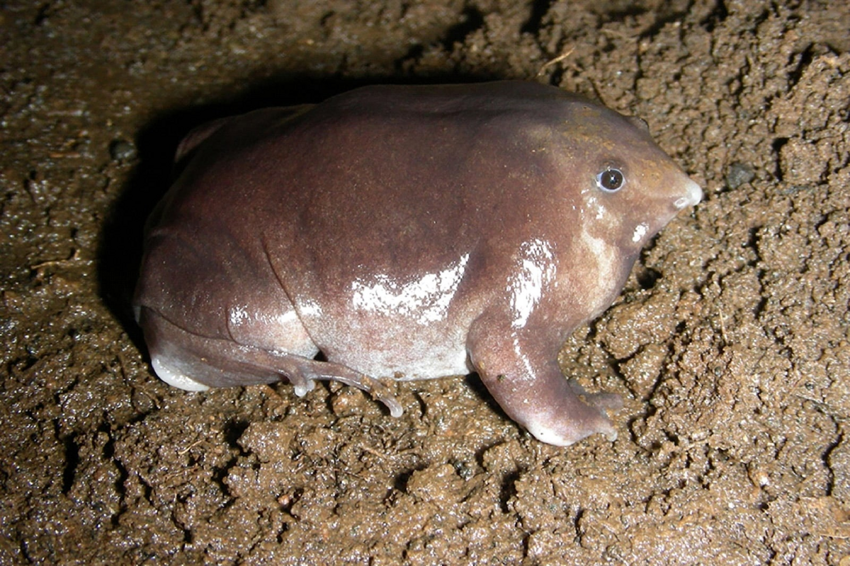 Пурпурная лягушка: Кудахчет, живёт глубоко под землёй и выглядит как гнилая картошка. 120 млн лет безупречного выживания!