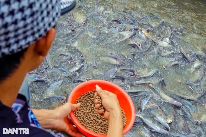 Вьетнамец приручил целую реку рыбок