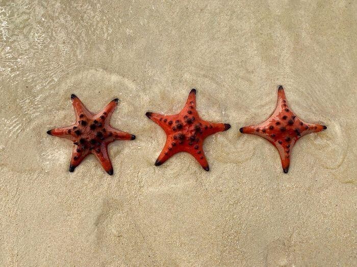 Морские звезды имеют разное количество конечностей