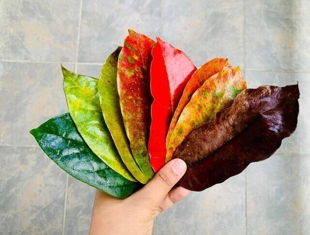 Как меняется цвет листьев