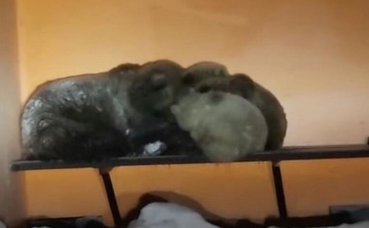 На Камчатке медведица с детенышами пряталась от пурги на остановке