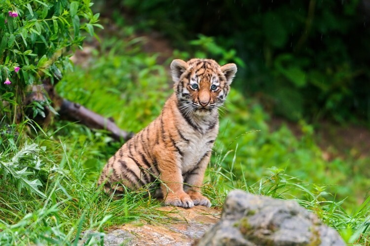 10 фотографий тигрят