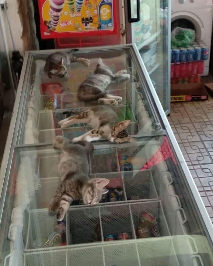 Пока на улице стояла жара, владелец магазина пустил бездомных котят, чтобы те поспали на морозильнике