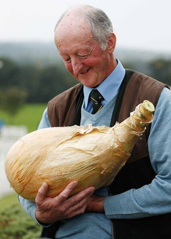 В 2011 году британец Питер Глейзбрук вырастил самую большую в мире луковицу весом 8,16кг