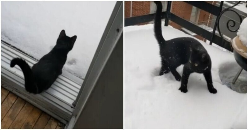 Первое знакомство котёнка со снегом
